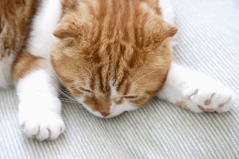 猫の病気のお悩みは、芦屋市のみや動物病院へ  みや動物病院