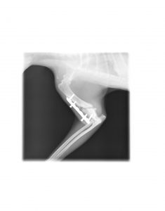 上腕骨骨折の癒合不全に創外固定を行なった猫の1例